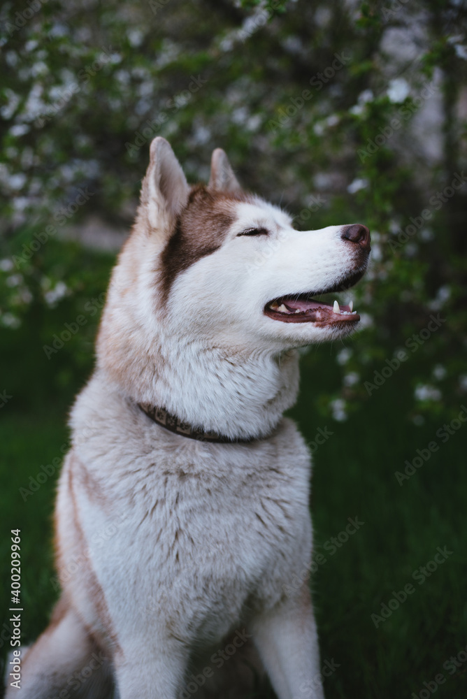 portrait of cute fluffy happy siberian husky dog