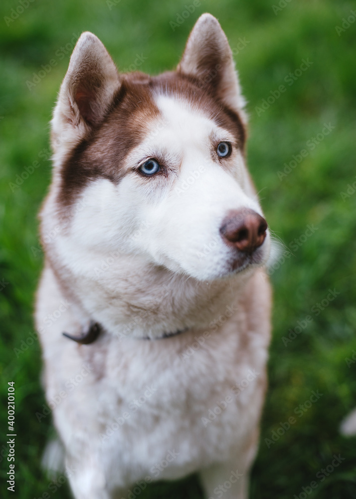 portrait of cute fluffy happy siberian husky dog