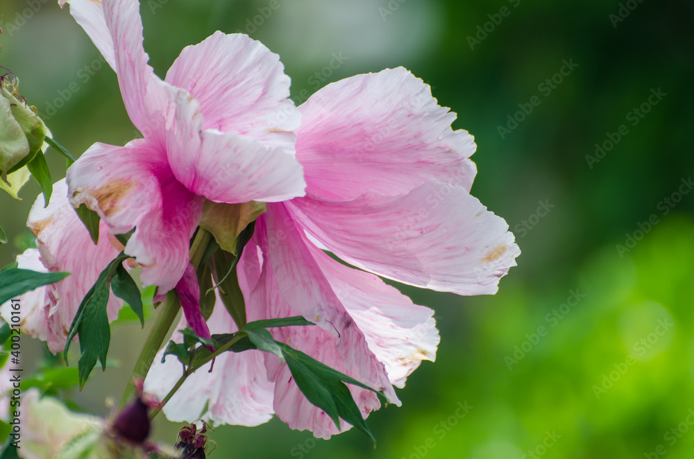 Obraz premium Pfingstrosen