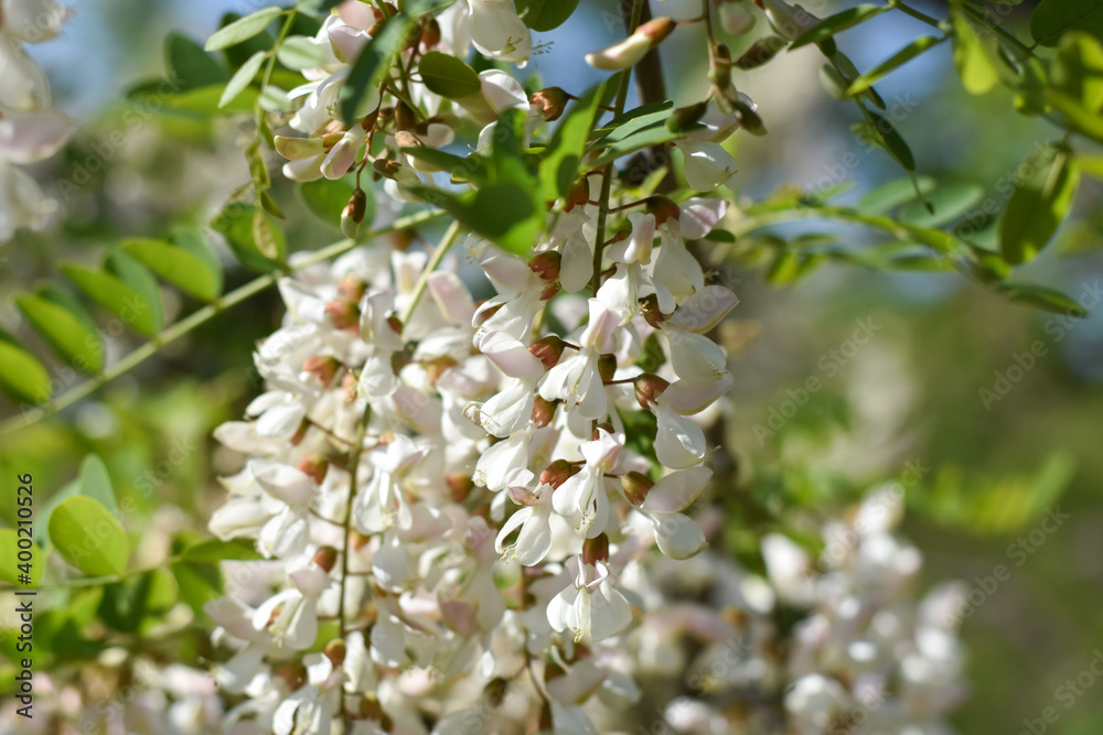 Acacia tree flowers blooming in the spring. Acacia flowers branch with a green background Acacia tree flowers blooming in the spring. Acacia flowers branch with a green background