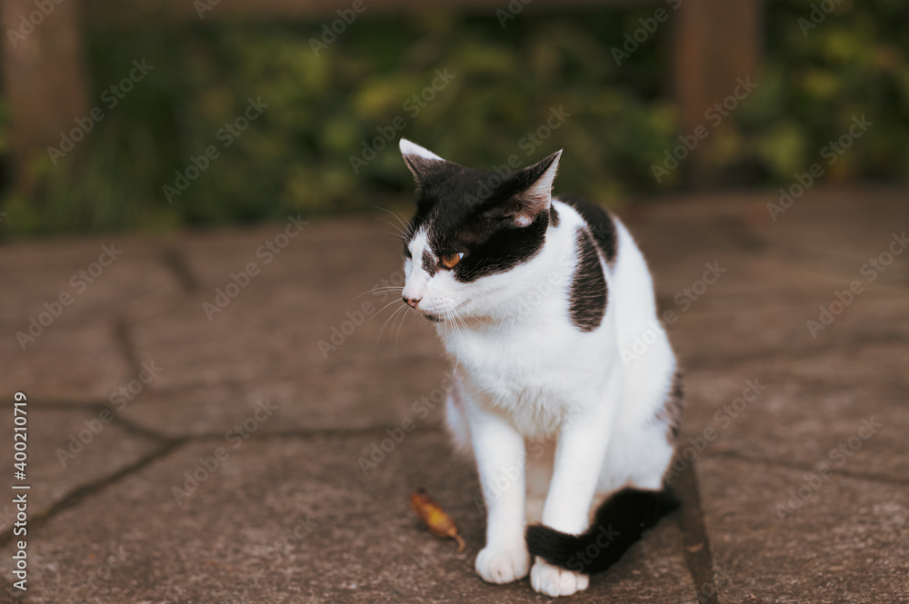 野良猫の野心 野良猫の野心
