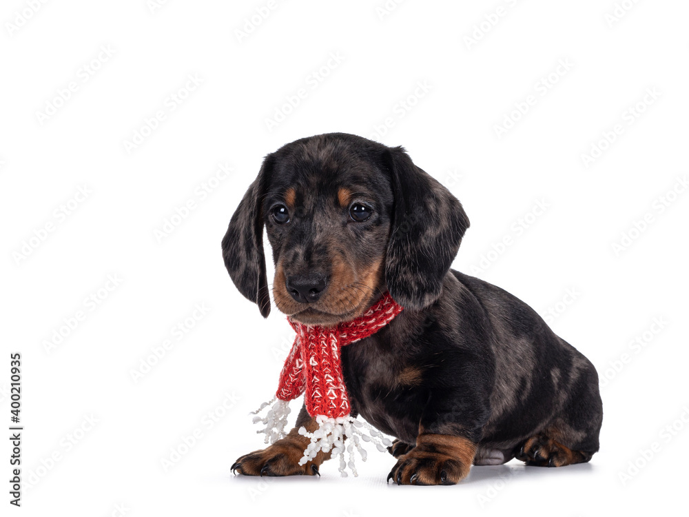 Super cute black tiger Dachshund aka teckel dog puppy, wearing red with white scarf around neck. Sitting up side ways. Droopy face not looking at camera. Isolated on white background.