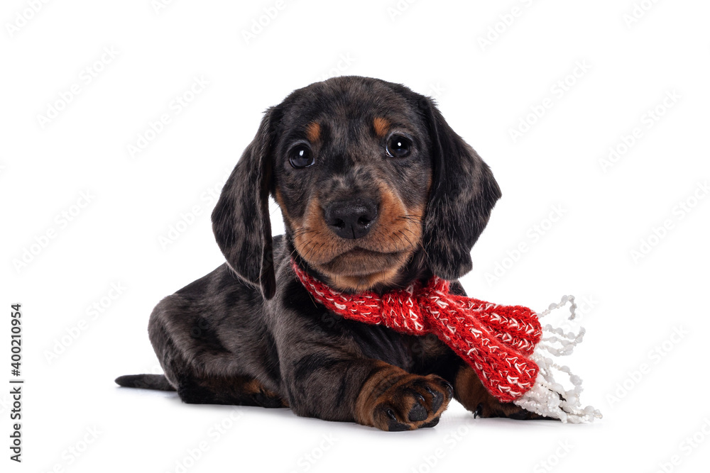 Super cute black tiger Dachshund aka teckel dog puppy, wearing red with white scarf around neck.Laying down facing front. Looking straight to camera. Isolated on white background.