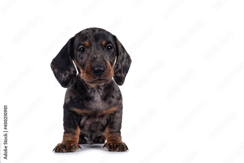 Super cute black tiger Dachshund aka teckel dog puppy, sitting up facing front. Droopy face looking beside camera. Isolated on white background.