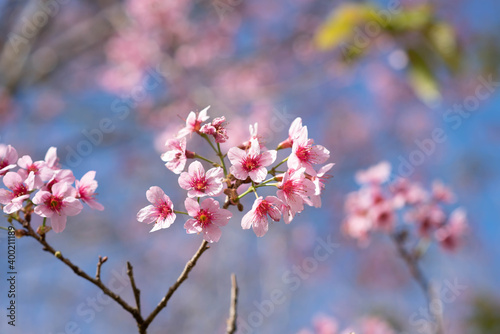 Beautiful pink sakura blossom background