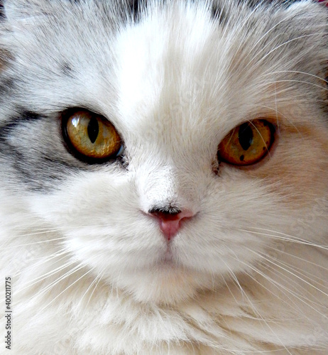 portrait of a cat © belkinat
