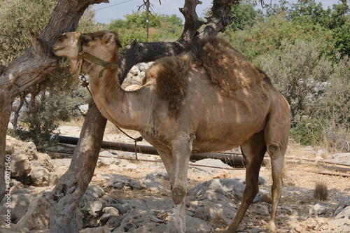 camel tied to a tree, turkey 