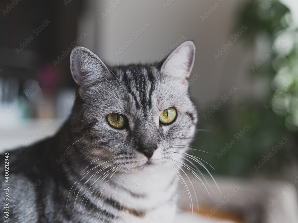 Fototapeta premium 見つめる 猫