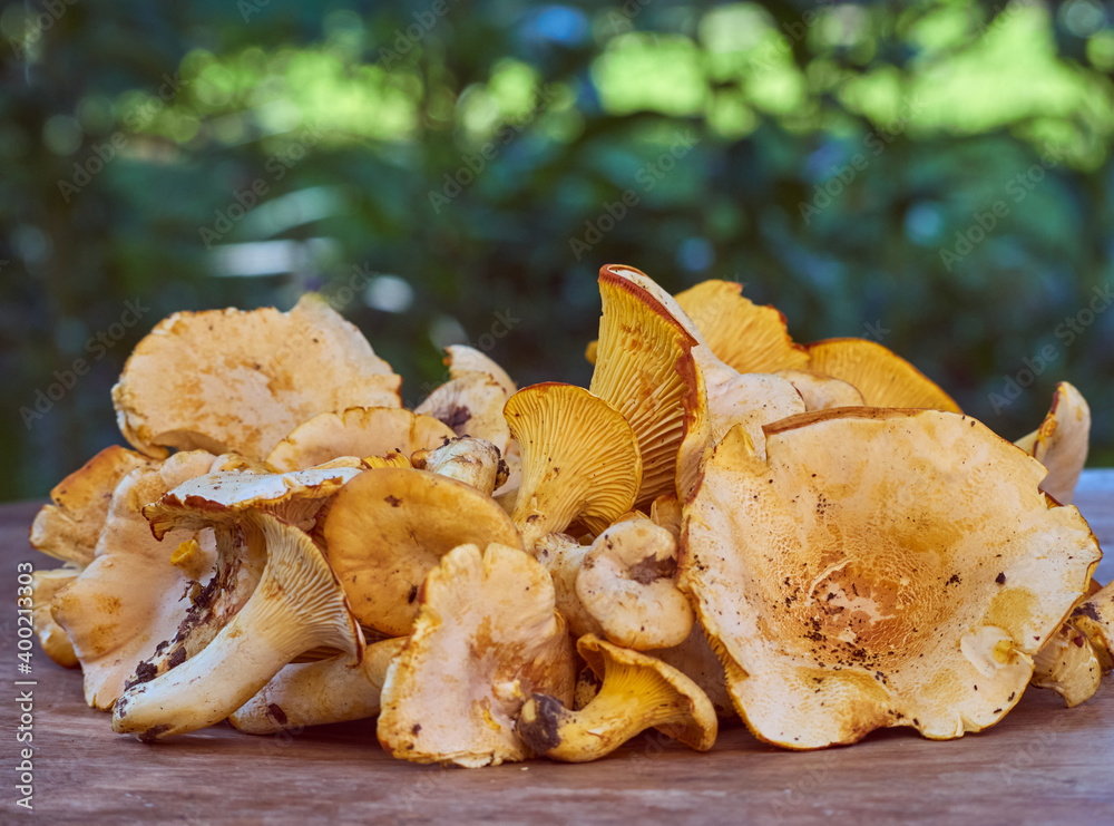 Fresh yellow chanterelle edible mushrooms. Fresh yellow chanterelle edible mushrooms.