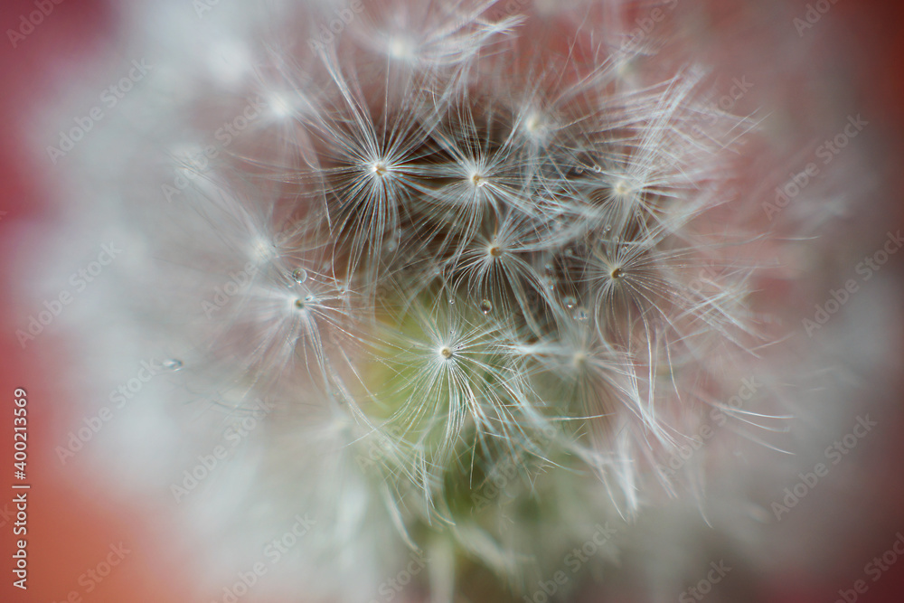dandelion seeds close up dandelion seeds close up