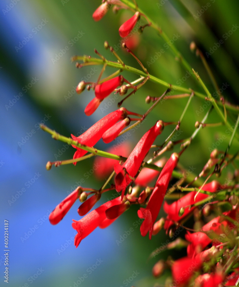 Red flowers in the green trees Red flowers in the green trees