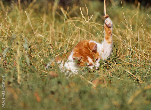 Kitten playing in the grass.