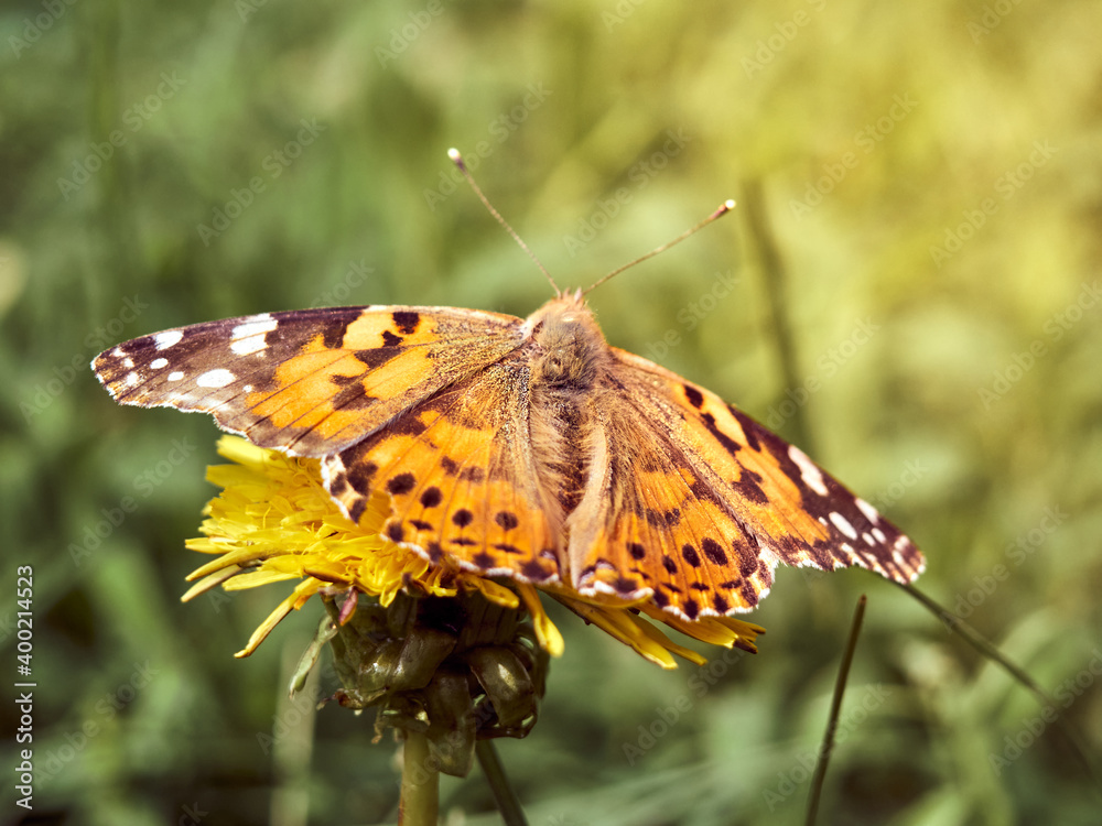 Colorful butterfly on a flower.