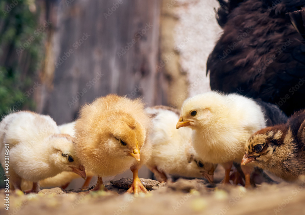 Chicken with chickens in the farmyard. Chicken with chickens in the farmyard.