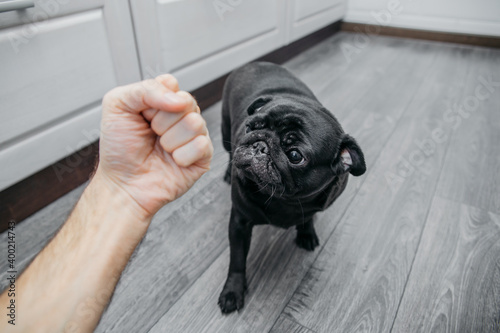 animal husbandry, fist over dog black pug