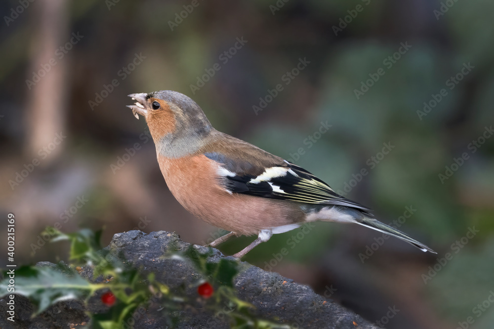 Fototapeta premium Chaffinch with seeds in beak