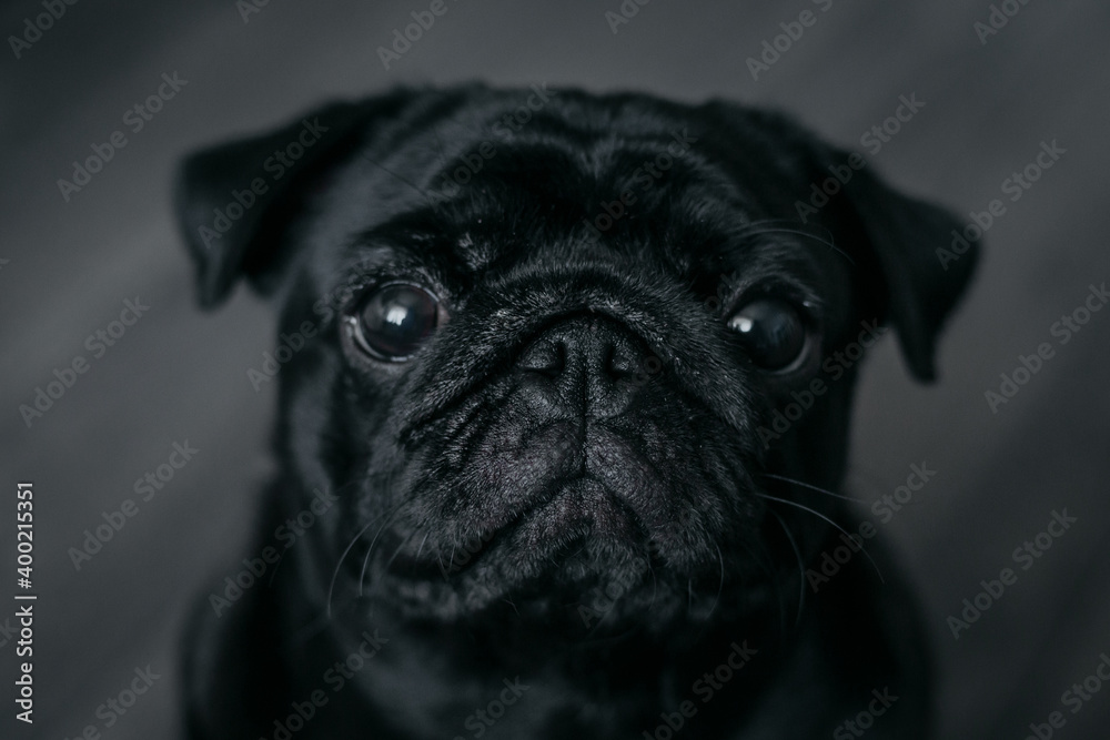 Portrait of a black pug dog, looking straight