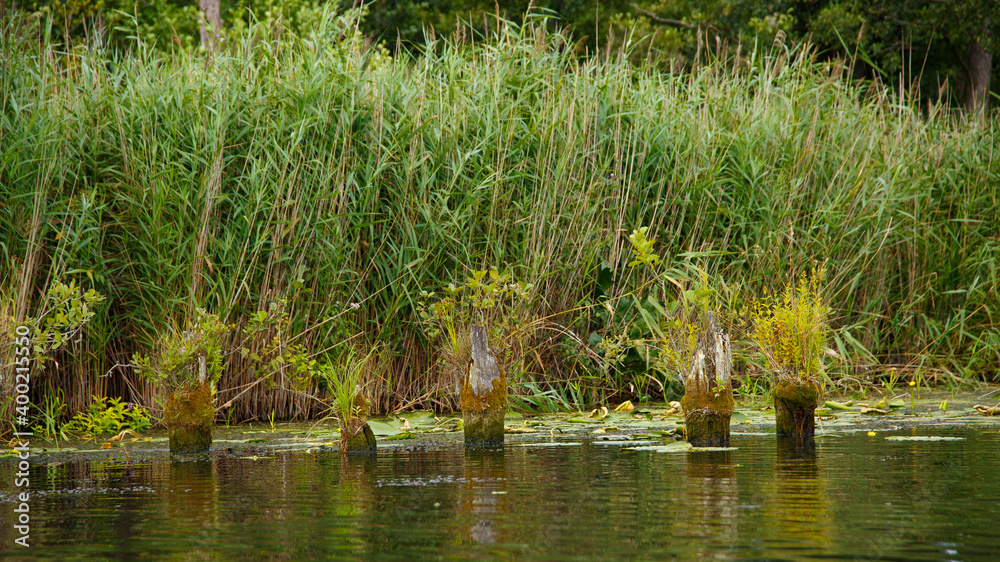 Schilfgürtel an der Peene Schilfgürtel an der Peene