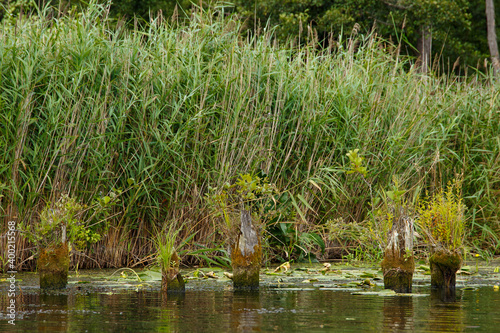 Schilfgürtel an der Peene