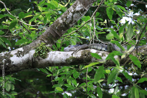 iguana in a tree in Costa Rica