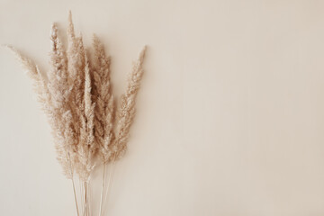 Dry pampas grass reeds agains on beige background. Beautiful pattern with neutral colors. Minimal, stylish, monochrome concept. Flat lay, top view, copy space. Set sail champagne trend color 2021