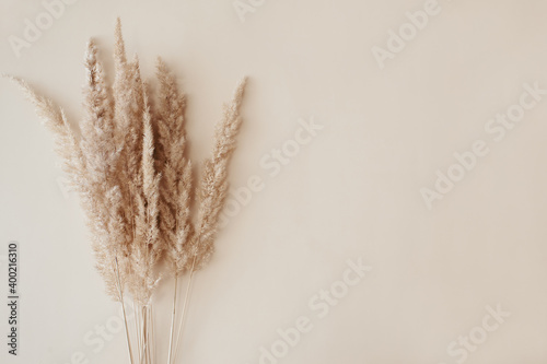 Dry pampas grass reeds agains on beige background. Beautiful pattern with neutral colors. Minimal, stylish, monochrome concept. Flat lay, top view, copy space. Set sail champagne trend color 2021 photo
