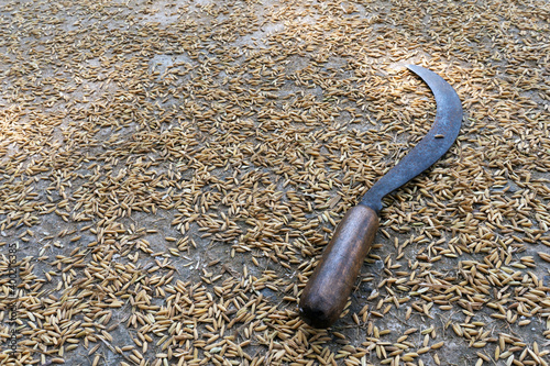 Grain cutting tool on isolated rice seeds