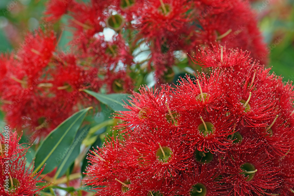 Red blossoms of the Australian native flowering gum tree Corymbia ficifolia Wildfire variety, Family Myrtaceae. Endemic to Stirling Ranges on south west coast of Western Australia Red blossoms of the Australian native flowering gum tree Corymbia ficifolia Wildfire variety, Family Myrtaceae. Endemic to Stirling Ranges on south west coast of Western Australia