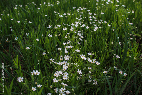 Delicate white flowers grow in the grass