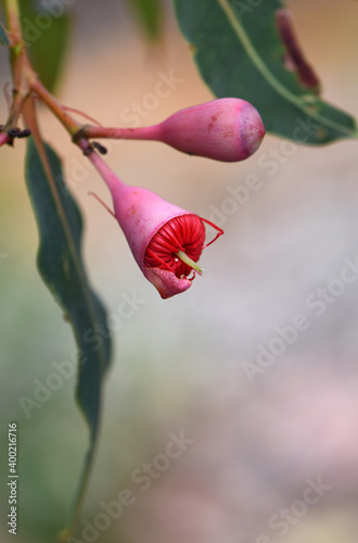 Pink bud and opening red blossom of the Australian native flowering gum tree Corymbia ficifolia Wildfire variety, Family Myrtaceae. Endemic to Stirling Ranges on south west coast of Western Australia.