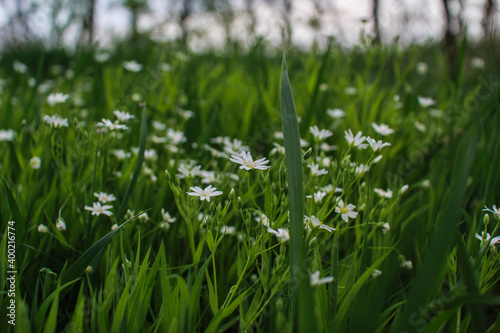 Delicate white flowers grow in the grass