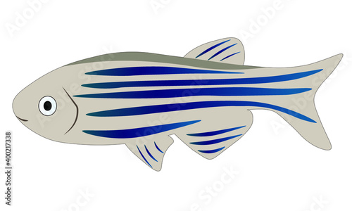 Zebrafish 