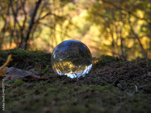 Glass ball reflecting moss and golden autumn forest