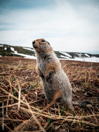 Arctic ground squirrel (evrajka) in front of Avachinsky volcano, Kamchanka peninsula