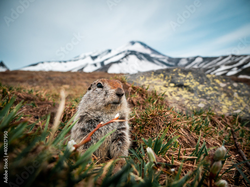 Arctic ground squirrel (evrajka) in front of Avachinsky volcano, Kamchanka peninsula photo