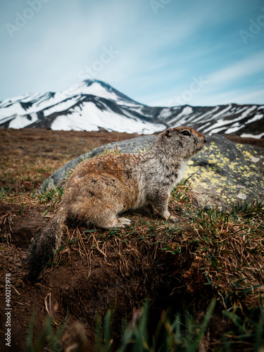 Arctic ground squirrel  evrajka  in front of Avachinsky volcano  Kamchanka peninsula