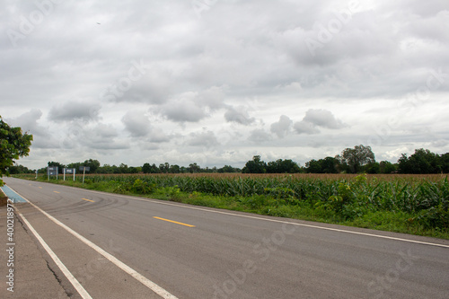 A country road with a gray sky in a corn field