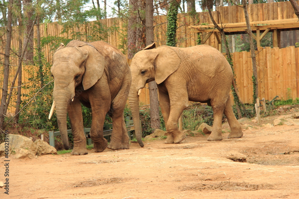 Fototapeta premium Eléphant