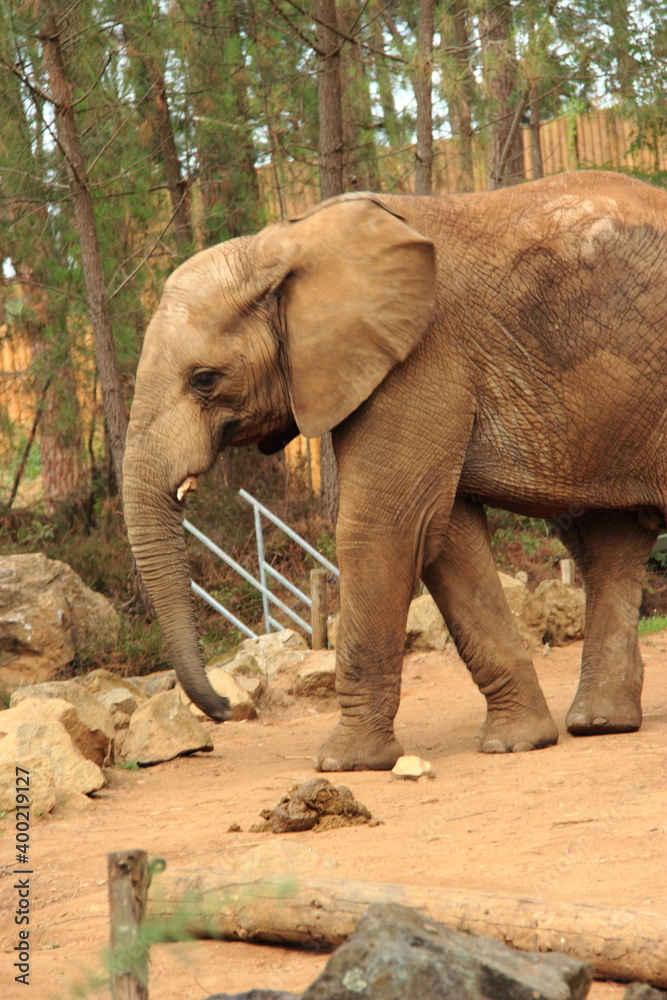 Naklejka premium Eléphant