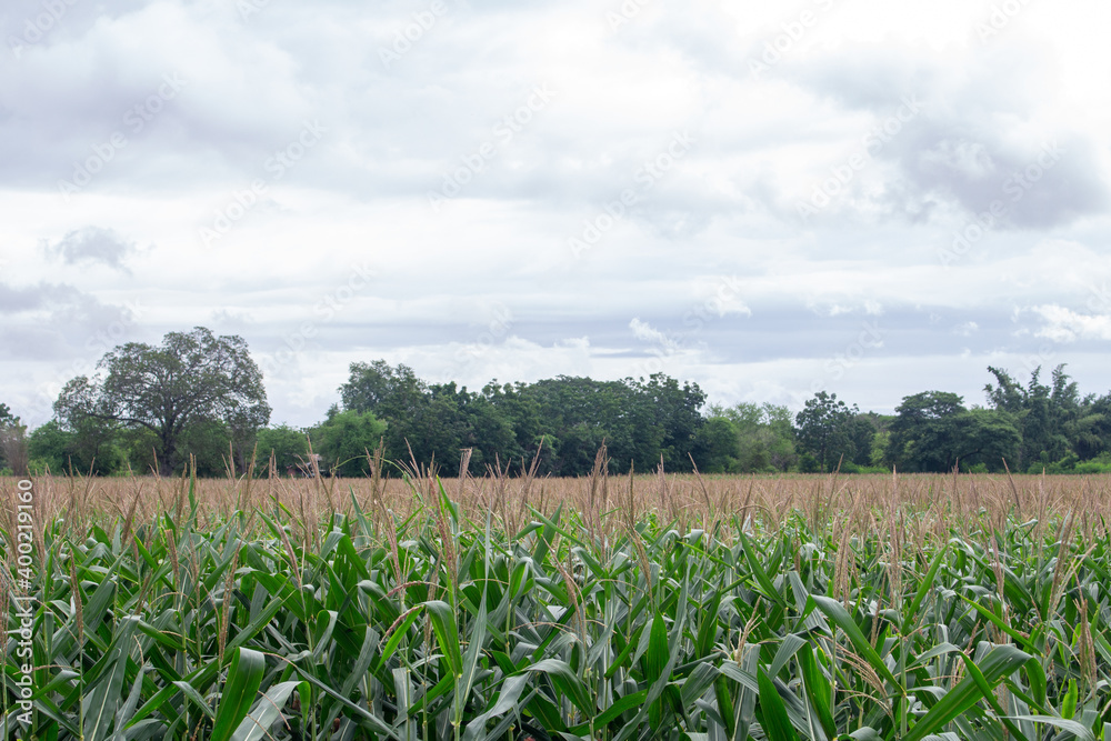 Obraz premium Corn garden with cool gray sky