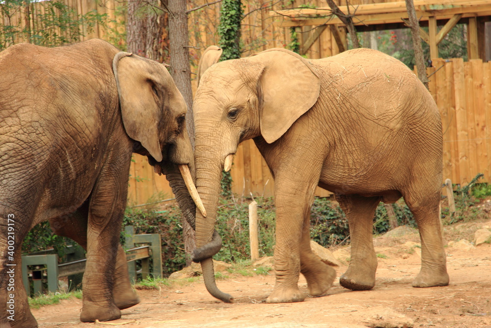 Fototapeta premium Eléphant