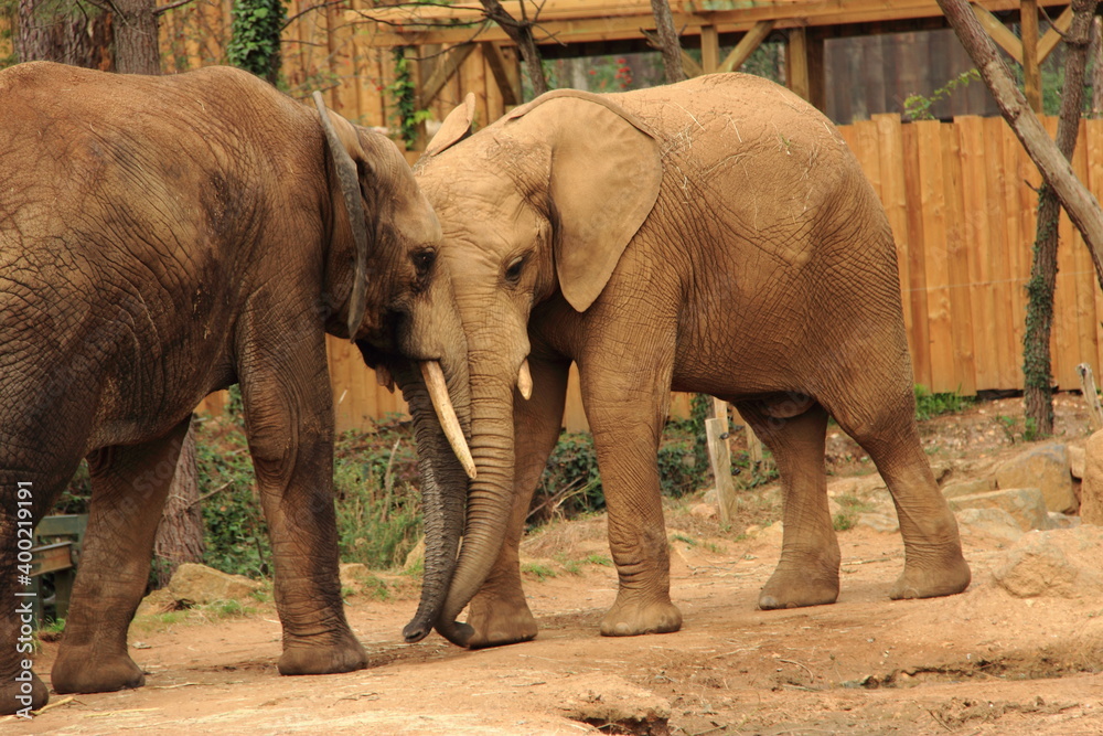 Naklejka premium Eléphant