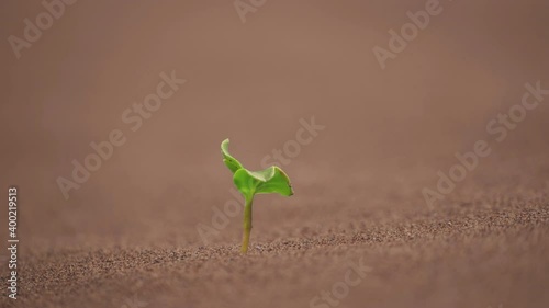 desert growth, sunflower seedling growing out of sand