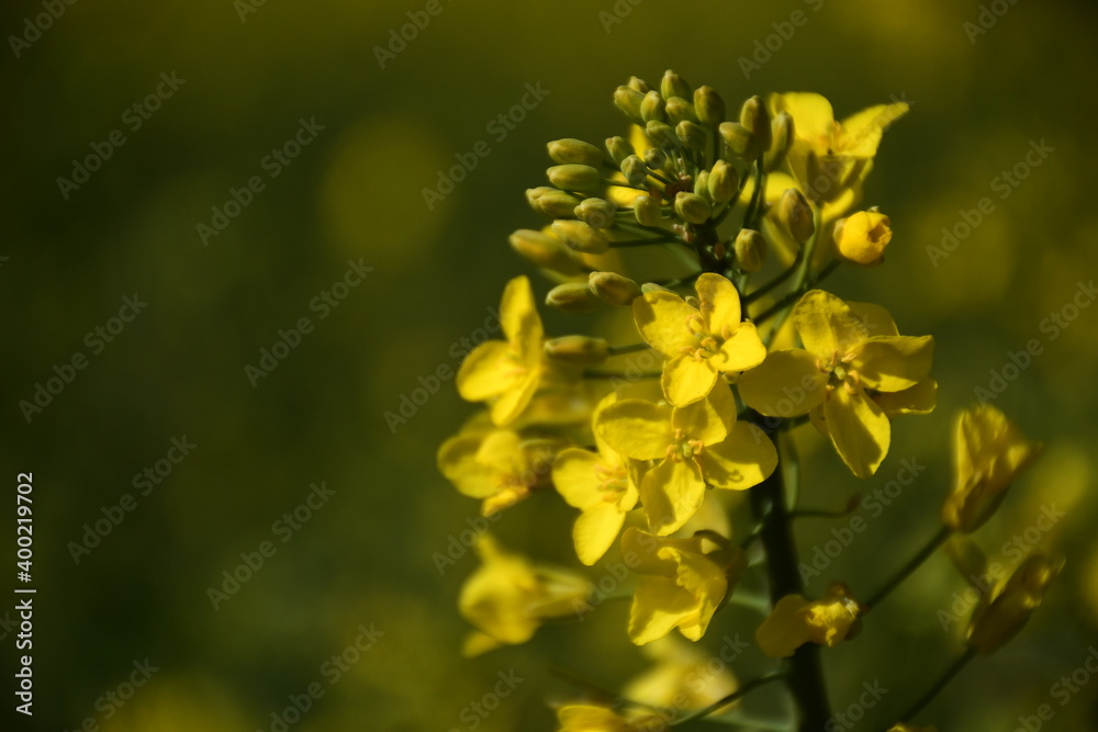 Gelbe Rapsblüten auf dem Feld Gelbe Rapsblüten auf dem Feld