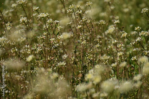 Acker-Schmalwand weiße Blume auf der Wiese