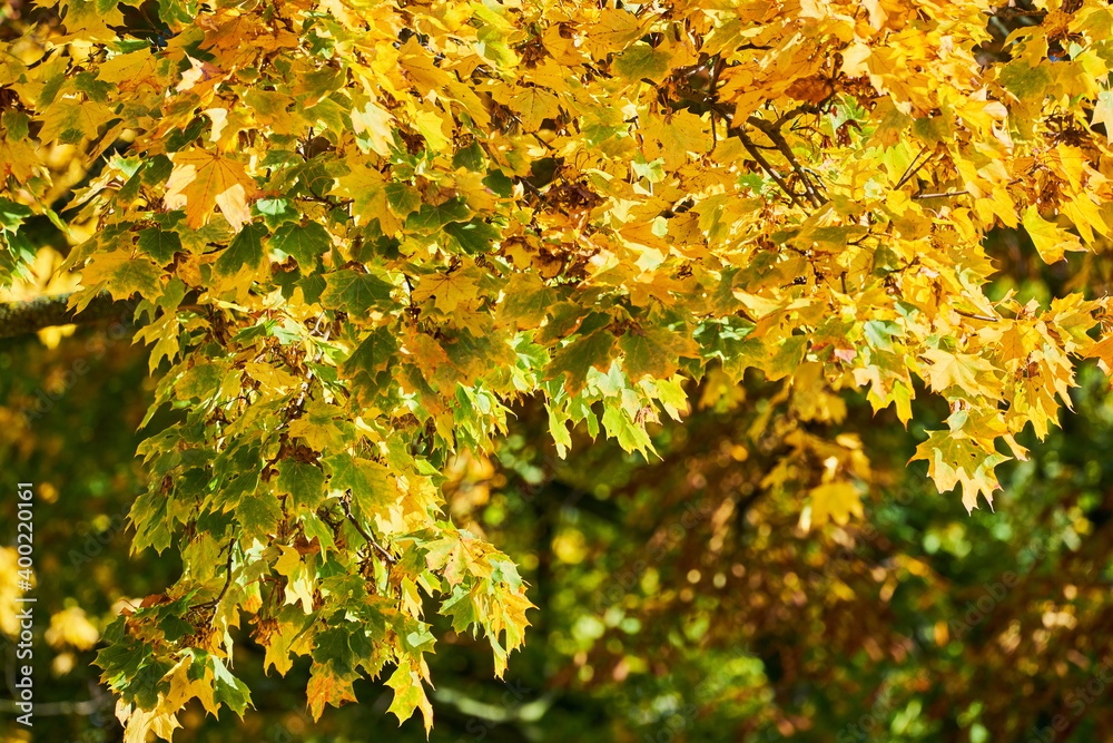 Baum Äste und Zweige mit buntem Herbstlaub im Sonnenschein Baum Äste und Zweige mit buntem Herbstlaub im Sonnenschein