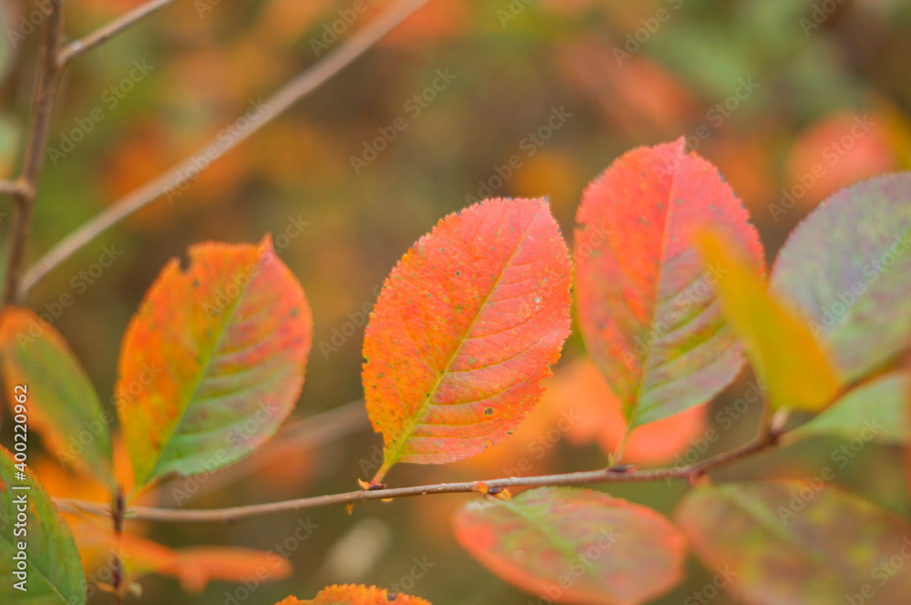 Red autumn leaves, very shallow focus, sunny autumnal day