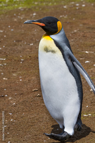 King Penguin Out for a Stroll at Volunteer Point  Falkland Islands