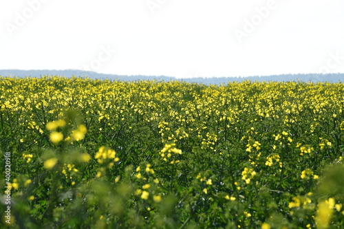 Gelbe Rapsbl  ten auf dem Feld