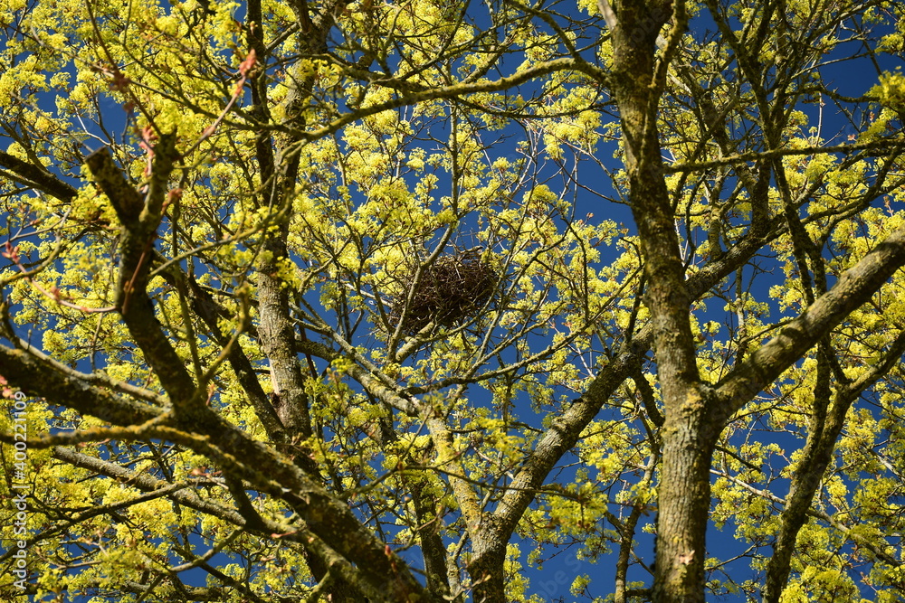 Fototapeta premium Ein Vogelnest auf einem gelb blühenden Baum